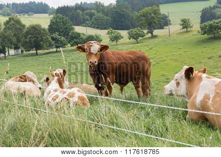 Cows On The Meadow