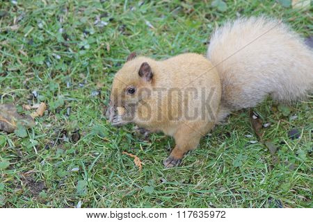 Squirrel, Blond (Eastern Gray)