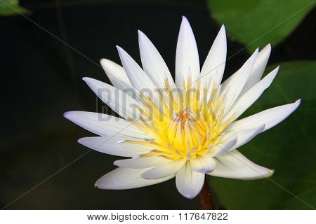 Single White Yellow Lotus Flower With Green Leaves