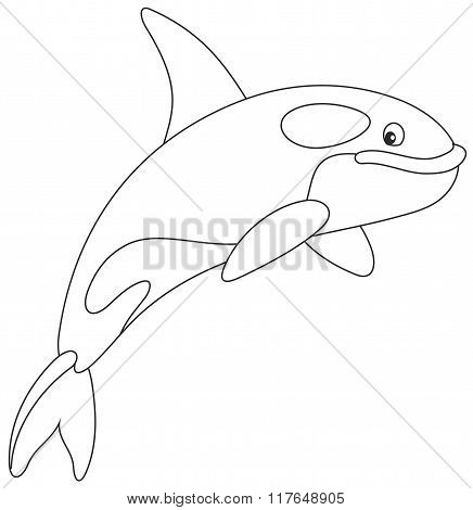 Killer whale