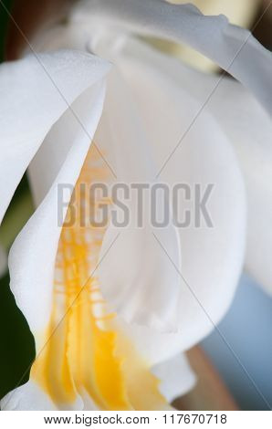 Flowers Of Coelogyne Cristata Orchid