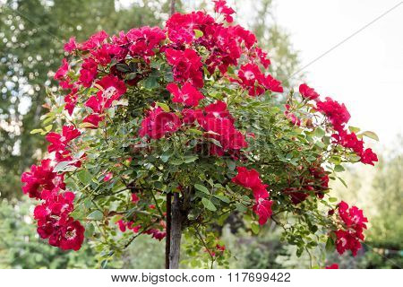 Stam Red Rose On Background Of Sky