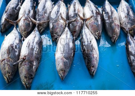 Fresh Raw Tuna Fish In Market