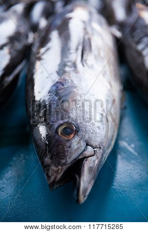 Fresh Raw Tuna Fish In Market