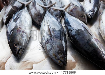 Fresh Raw Tuna Fish In Market