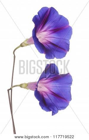 Morning Glory