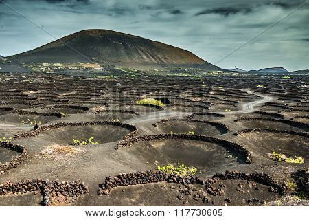 Vineyards in La Geria, Lanzarote, canary islands, Spain