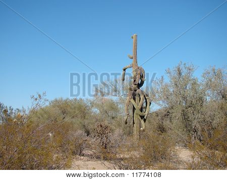 Cacto Saguaro tudo embrulhado em si mesmo