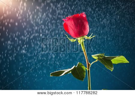 Red rose on snow background