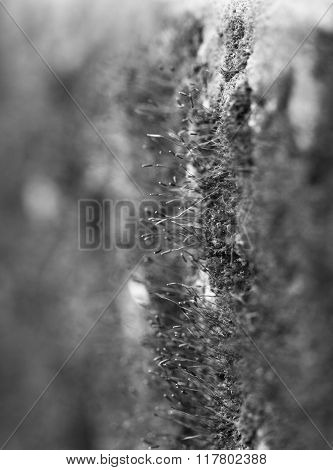 Macro Moss.