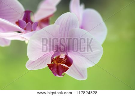 Closeup Of Orchid Flower