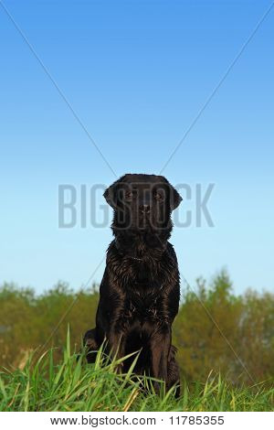 Nero Labrador Retriever cane con i capelli corti scuri si siede su un prato con erba verde, dietro gli alberi
