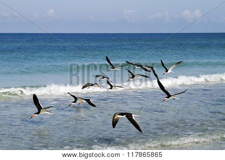 Black Skimmer Flock