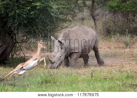 Rhino Chassing An Impala
