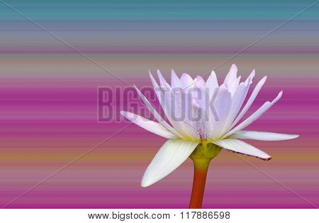 Blurred lotus pattern for background Gradient background color for display or editing products.
