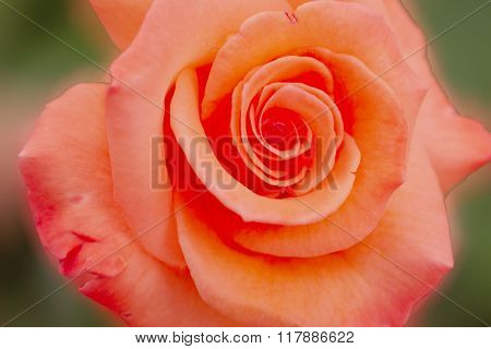 Beautiful floral patterns Vintage background blur for Gradient background abstract.