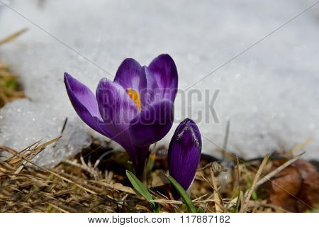 Violet Crocuses At The Snow Edge