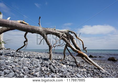Washed Ashore