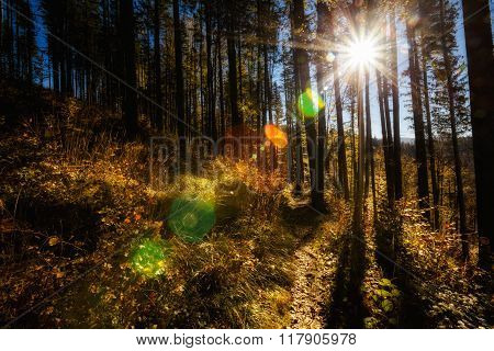 Beautiful autumn mountain woods landscape