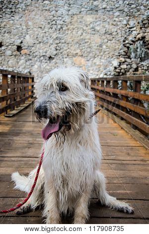 Portrait Of Beautiful Irish Wolfhound Dog, Irish Wolfhound Sitting On The Bridge In Castle, Wolfhoun