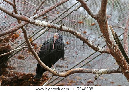The northern bald ibis, hermit ibis, waldrapp (Geronticus eremita) black bird with red face perching on old branch 