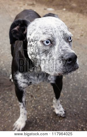 pit bull ( or pitbull ) with pale blue eyes 