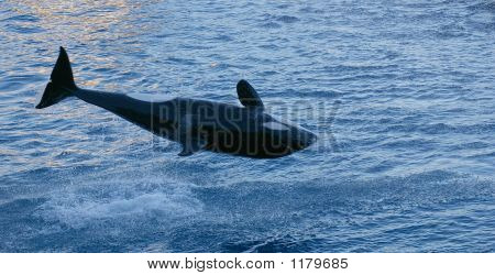 Orca