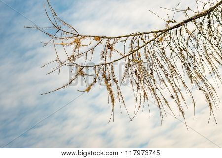 Larch Branch With Cones Against A Cloudy Sky