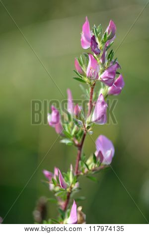 Spiny restharrow (Ononis spinosa)