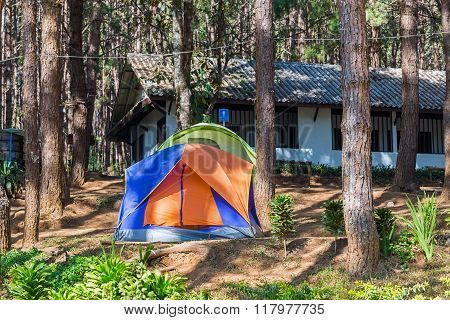 Dome Tents Among Pine Trees