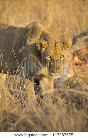 Lioness With Freshly Killed Giraffe For Breakfast