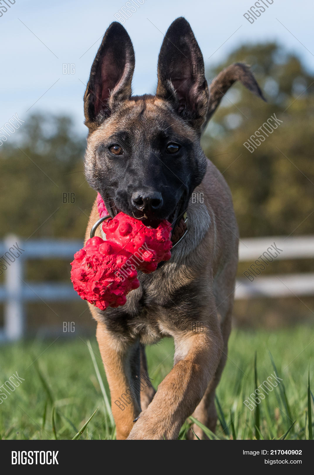 belgian malinois chewing