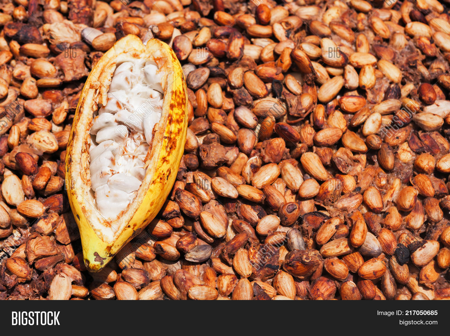 Imagen y foto Indonesian Cocoa (prueba gratis) Bigstock