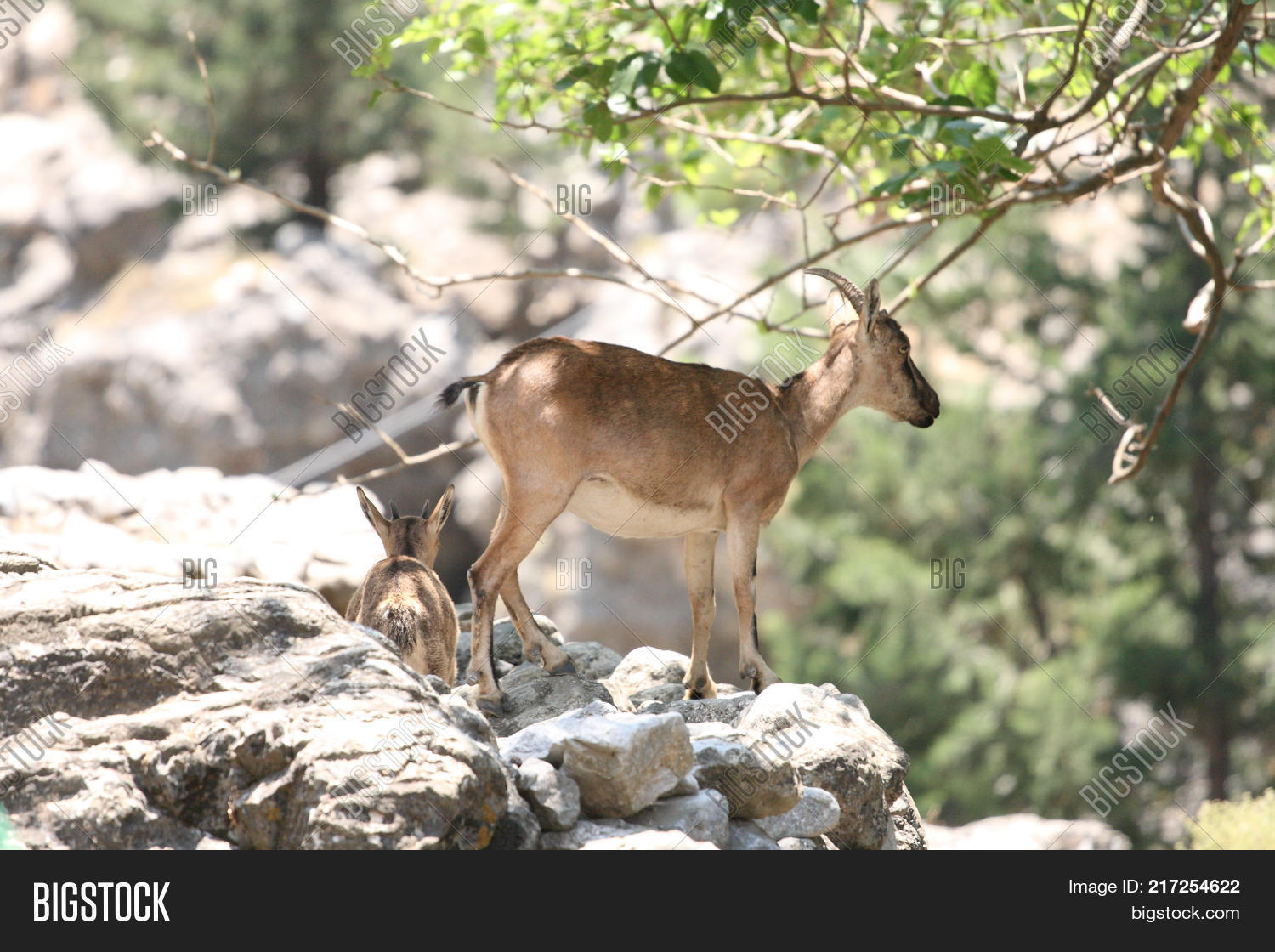 Two Kri Kri Goats Image & Photo (Free Trial) | Bigstock