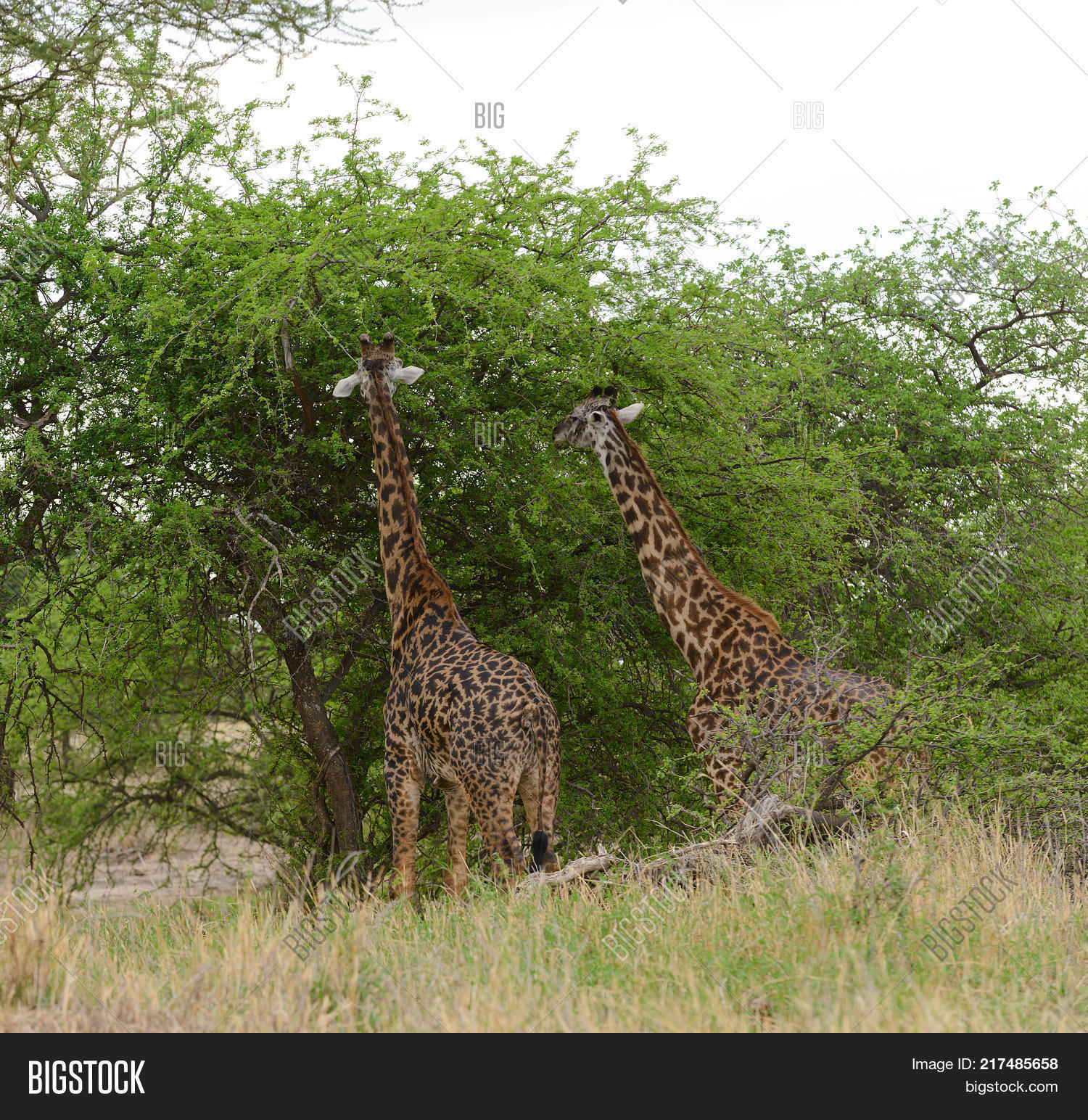 Closeup Masai Giraffe Image Photo Free Trial Bigstock closeup-masai-giraffe-image-photo-free-trial-bigstock