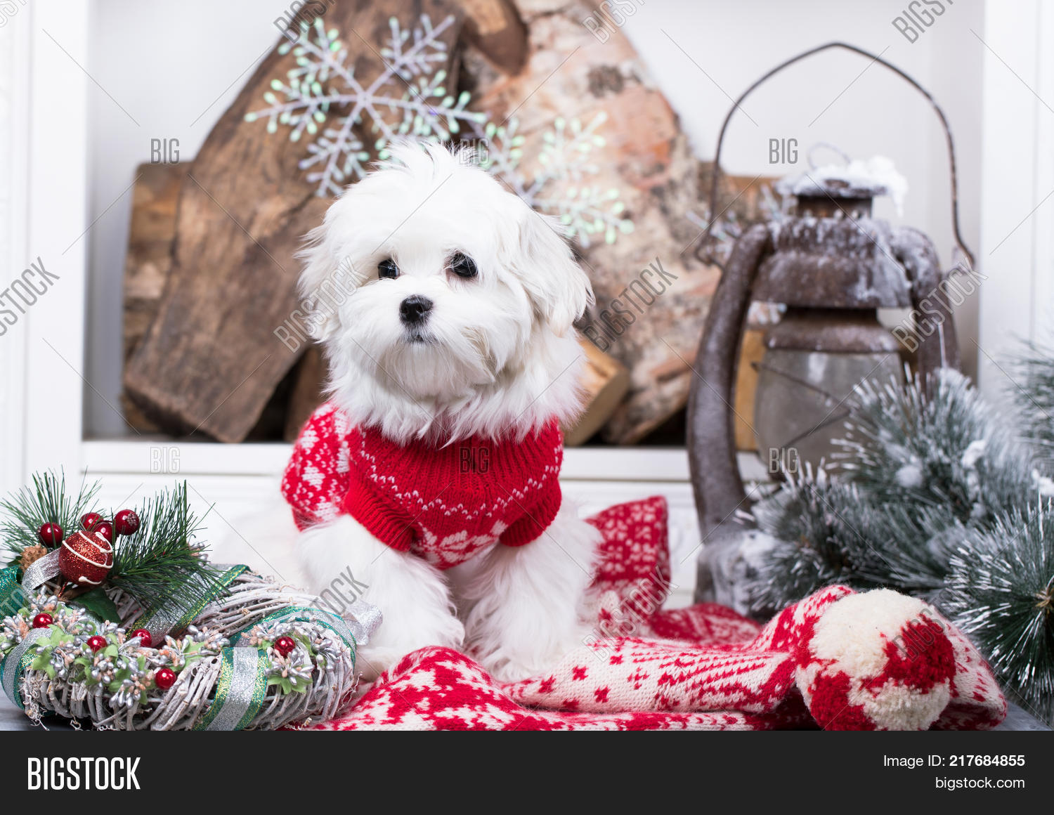 Maltese Dog Santa Image & Photo (Free Trial) Bigstock