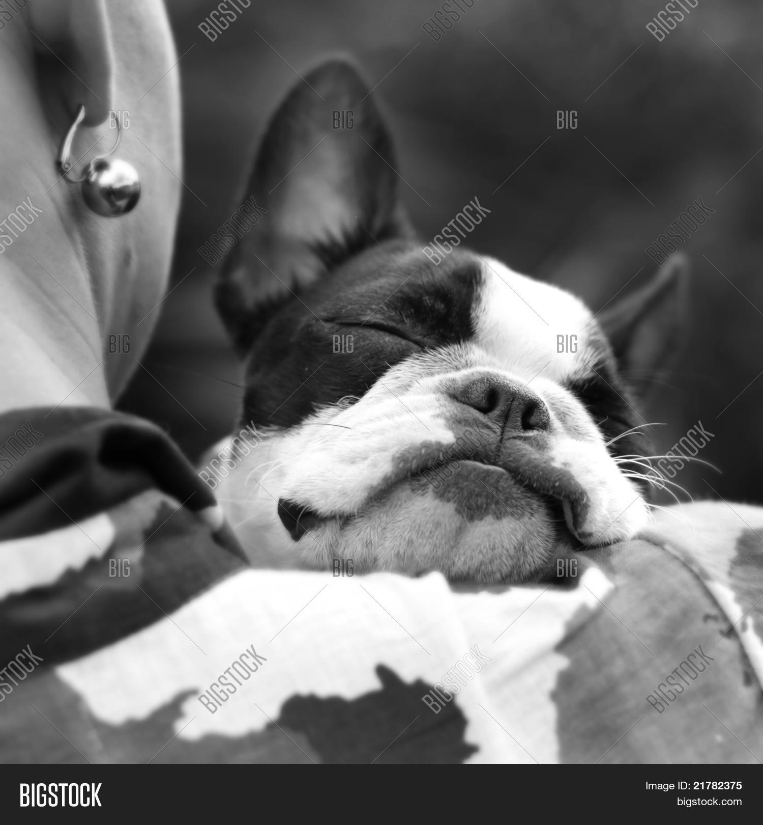 Sleeping Boston Image & Photo (Free Trial) Bigstock
