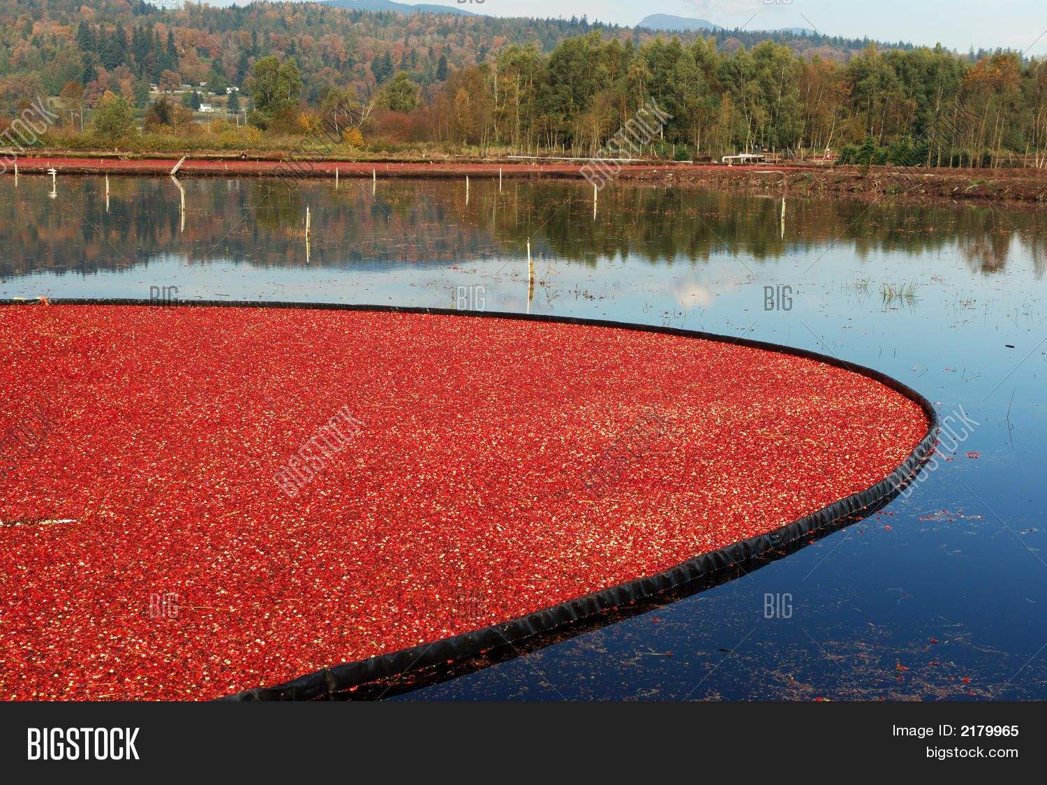 Cranberry Bog Image & Photo (Free Trial) Bigstock