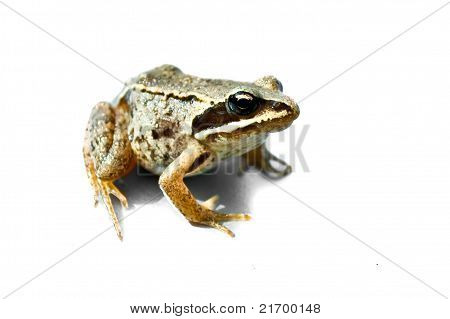 Sapo verde