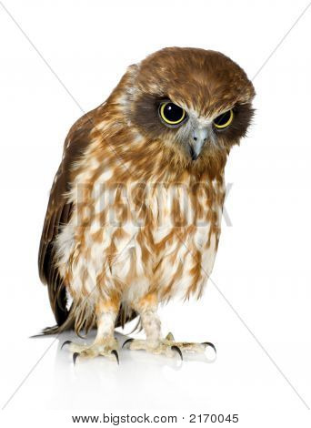 Neuseeland-Owl
