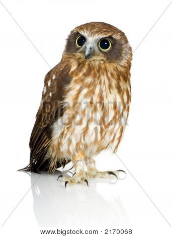Neuseeland-Owl