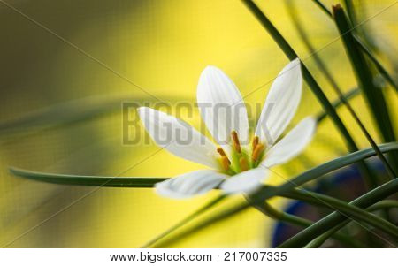 White Zephyranthes with green leaves background, closeup