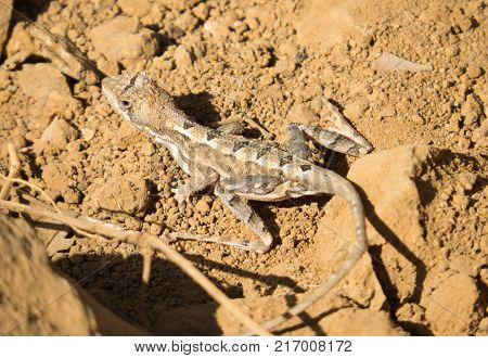 Forest Gecko on a dusty ground on forest floor
