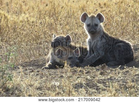 Hyena babies outside their den in morning sun