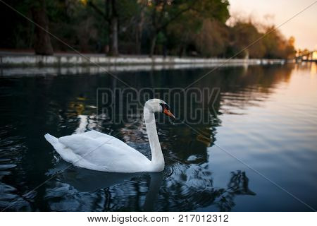Beautiful and graceful white swan on a pond. Evening warm time sunset. Mirror reflection in water.