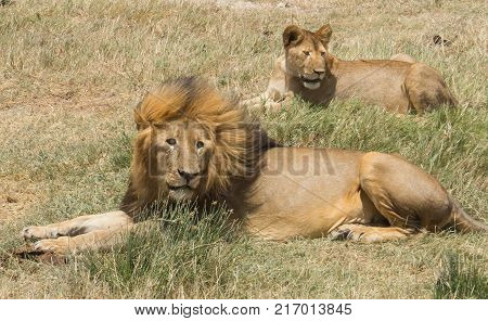 Lion and Lioness looking cozily around them