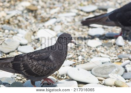 Dove finding meal on the pebbly beach in summer Sunny day