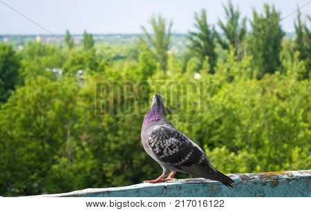 dove on the background of the urban landscape in Sunny summer day