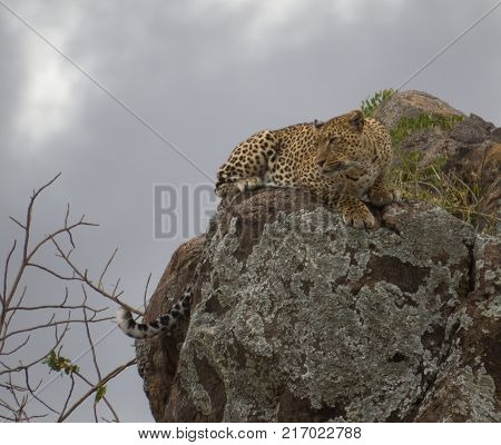 Vigilance Leopard looking around from Kopje top