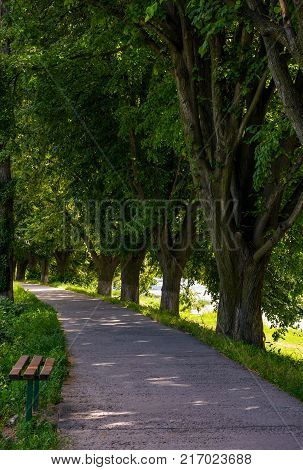 Bench In Shade Of Linden Trees